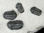 Aesthetic Cluster of Gerastos Trilobites #17377-3
